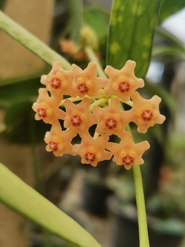 Hoya pandurata Tsiang