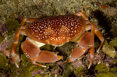 Carpilius corallinus