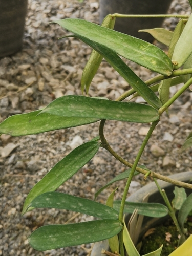 Hoya pandurata Tsiang 2