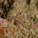 Arrow Blenny - Photo (c) terence zahner, some rights reserved (CC BY-NC), uploaded by terence zahner