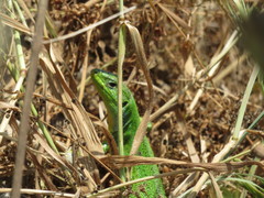 Lacerta diplochondrodes cariensis