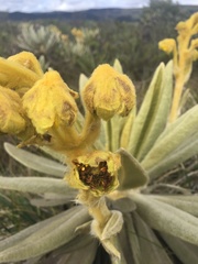 Espeletia hartwegiana