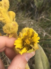 Espeletia hartwegiana