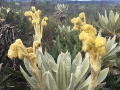 Espeletia hartwegiana