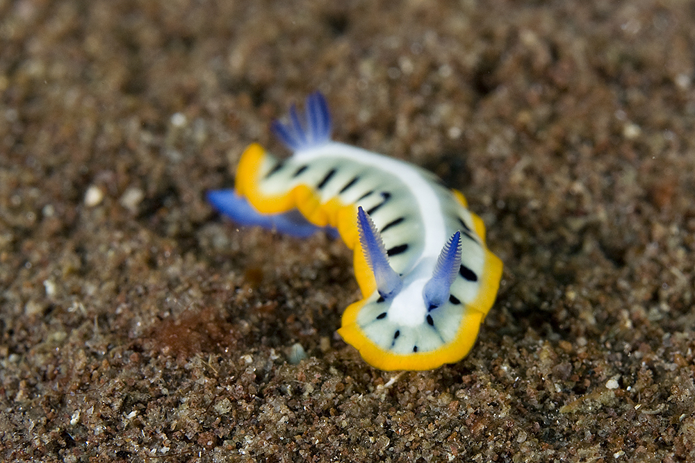 Purple Crowned Sea Goddess Nudibranchs Of The Eastern United States · Inaturalist 7891