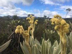 Espeletia hartwegiana