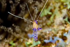 Ancylomenes pedersoni