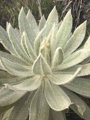 Espeletia hartwegiana