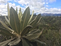 Espeletia hartwegiana