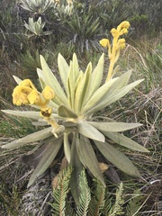 Espeletia hartwegiana