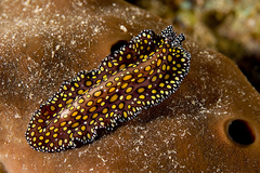 Pseudobiceros pardalis