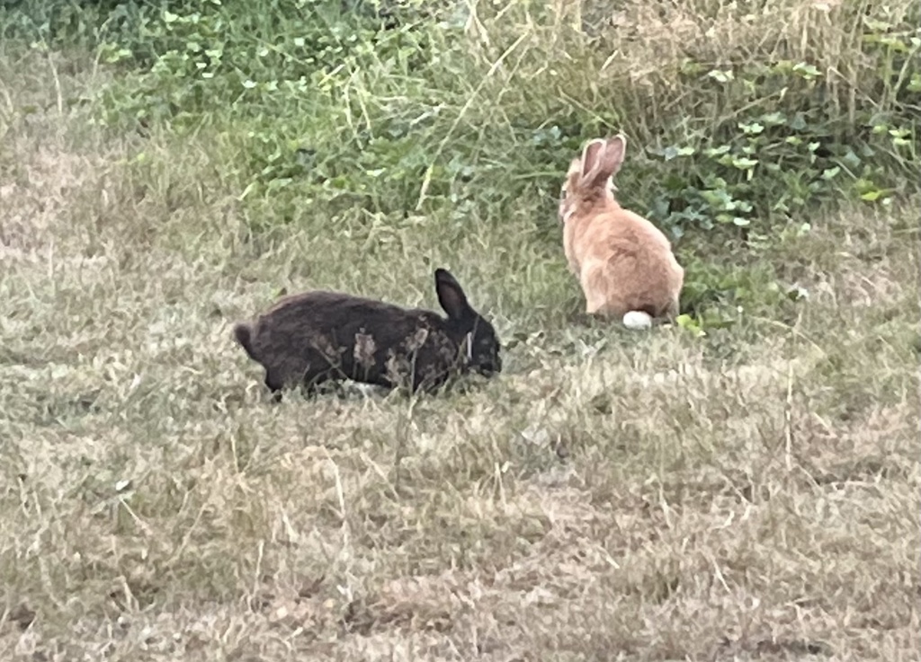 European Rabbit from 221st St SW, Mountlake Terrace, WA, US on August ...
