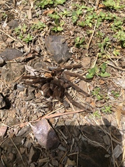 Grammostola