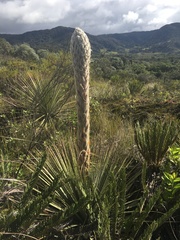 Puya hamata
