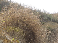 Ipomoea teotitlanica