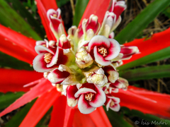 Bromelia balansae
