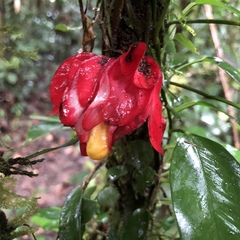 Drymonia coccinea