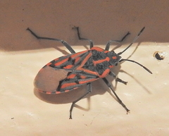 Spilostethus crudelis