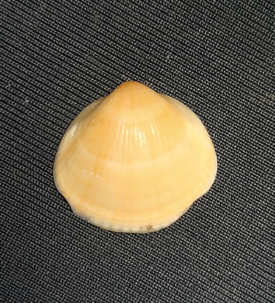 Glycymeris maculata