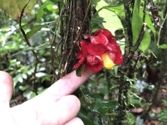 Drymonia coccinea