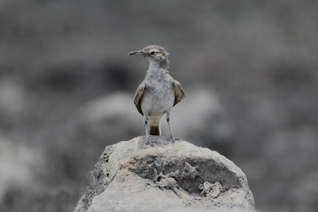 Thick-Billed Miner