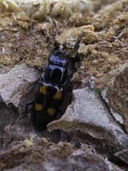 Glischrochilus quadripunctatus