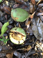 Sterculia apetala