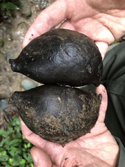 Sterculia apetala