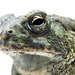 Rocky Mountain Toad - Photo (c) Matt Reinbold, some rights reserved (CC BY-SA)