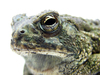 Rocky Mountain Toad - Photo (c) Matt Reinbold, some rights reserved (CC BY-SA)