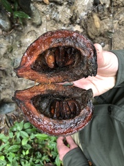 Sterculia apetala