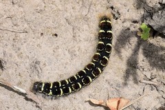 Eriogaster lanestris