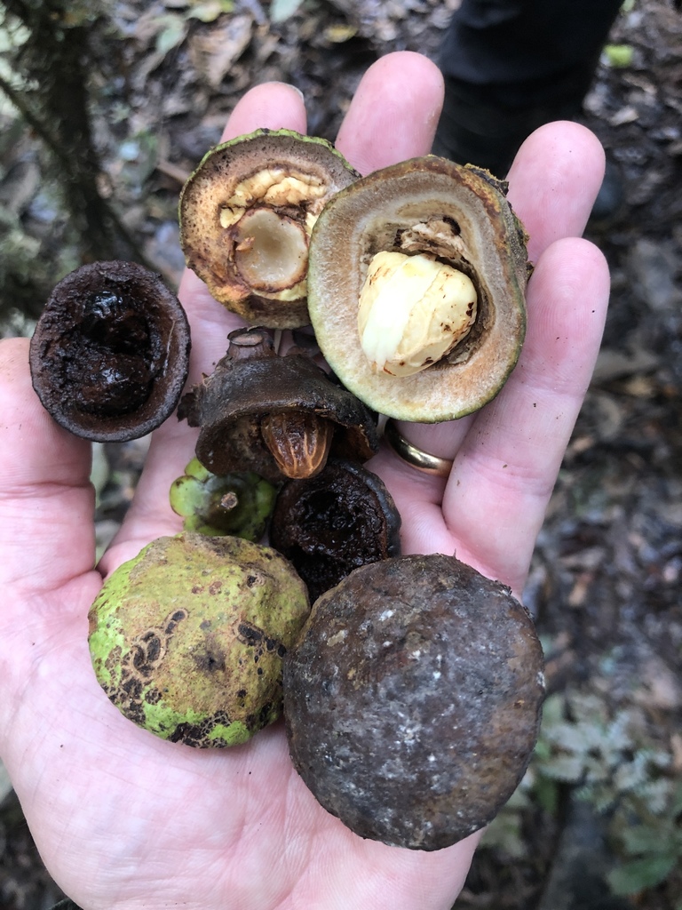 Eschweilera juruensis