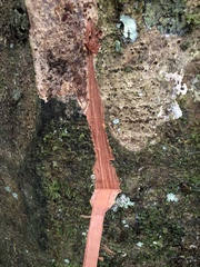 Eschweilera juruensis