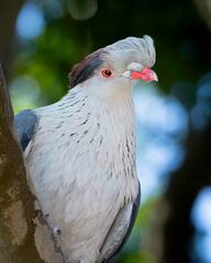 Topknot Pigeon photo 4