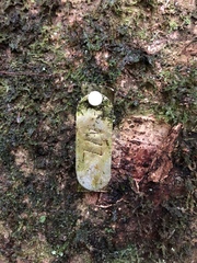 Eschweilera juruensis