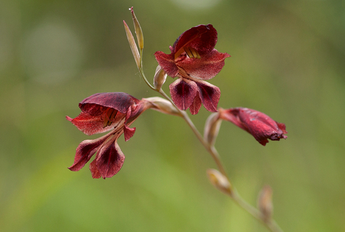 Gladiolus atropurpureus image