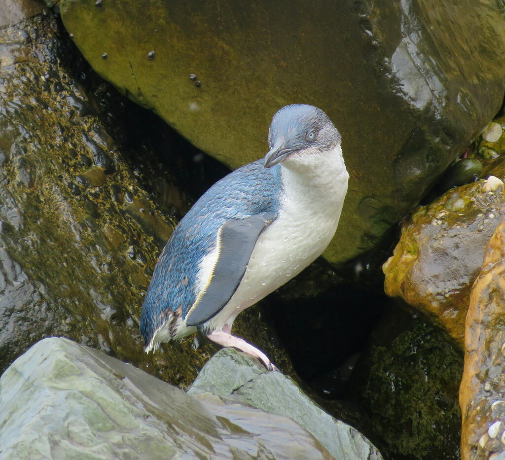 Little penguin standing on wet rocks, with blue-grey back and white front