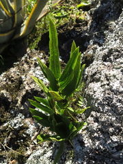 Serpocaulon sessilifolium