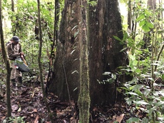 Eschweilera juruensis