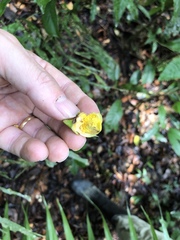 Eschweilera juruensis