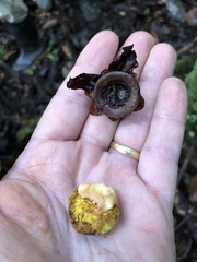 Eschweilera juruensis