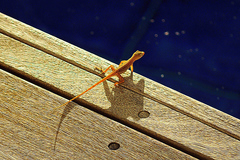 Anolis bimaculatus