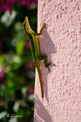 Anolis bimaculatus