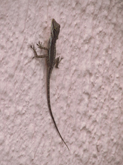 Anolis bimaculatus