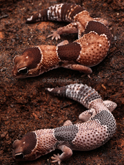 Fat-Tail Gecko photo 4