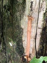 Eschweilera juruensis