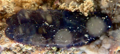Lepidonotus glaucus image