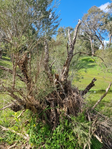 Image of Melaleuca rhaphiophylla by (c) Belinda Forbes, some rights reserved (CC BY)