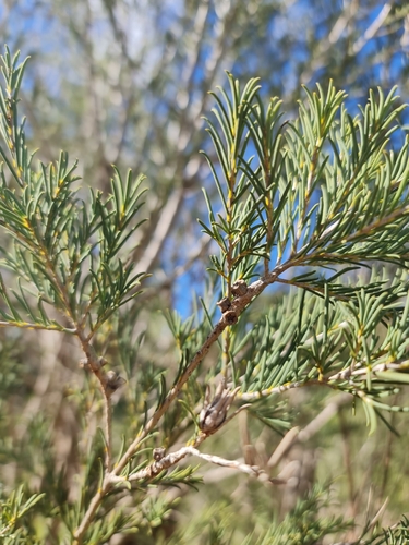 Image of Melaleuca rhaphiophylla by (c) Belinda Forbes, some rights reserved (CC BY)
